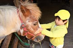 ポニーの「ピアノ」とふれあう園児（須貝拓也撮影）