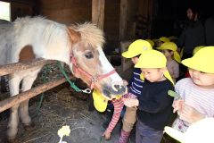 ポニーの「ピアノ」にえさを与える園児（須貝拓也撮影