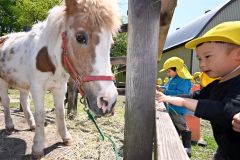 ポニーの「ピアノ」にえさを与える園児（須貝拓也撮影）