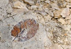 １００万年前の地層から化石ごろごろ　糠平湖畔で発掘イベント開催 12