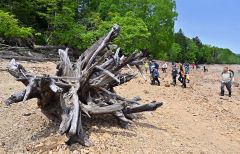１００万年前の地層から化石ごろごろ　糠平湖畔で発掘イベント開催 14