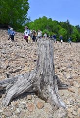 １００万年前の地層から化石ごろごろ　糠平湖畔で発掘イベント開催 15
