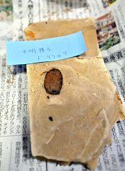 １００万年前の地層から化石ごろごろ　糠平湖畔で発掘イベント開催 4