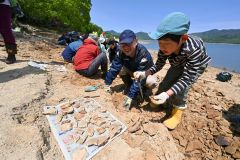 １００万年前の地層から化石ごろごろ　糠平湖畔で発掘イベント開催 5