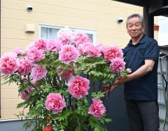 古希を祝うボタンの花　名須川撤雄さん宅の庭～こぼれ話 2