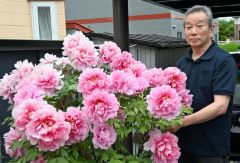 古希を祝うボタンの花　名須川撤雄さん宅の庭～こぼれ話