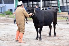黒毛和種の最高位となった赤川牧場「はるひで」