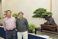 個性豊かな盆栽３１点　盆栽協会帯広支部、８日まで作品展
