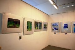 色の対比が目立つシダ植物と氷河の写真