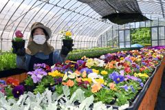 はちす園利用者が栽培した花苗今年も販売