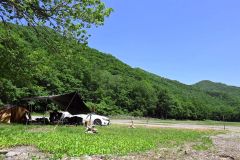 青空と緑が映える同キャンプ場（札内川園地キャンプ場）