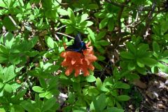 多くのミヤマカラスアゲハも生息している（札内川園地キャンプ場）