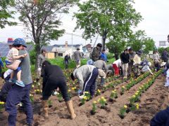 万年交差点の花壇整備　浦幌町コミュニティ運動推進協議会 2