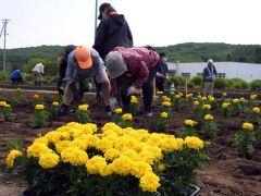 花の苗を植える参加者