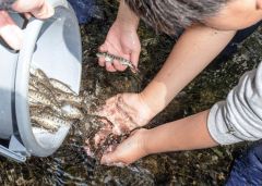 放流されたヤマメの稚魚
