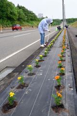 国道３３６号沿いを彩る花々