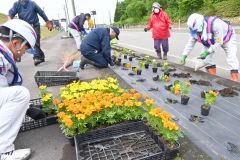 「ルート３３６花壇整備事業」でカラフルな花の苗を植え込む参加者らカラフルな花の苗を植え込む参加者ら