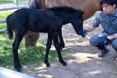 体外受精で生まれた子馬