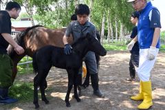 体外受精で生まれた子馬。右は南保教授