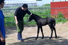 体外受精で生まれた子馬