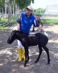 体外受精で生まれた子馬について説明する南保教授
