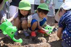 花壇にヒマワリの種をまき、水をやる園児ら