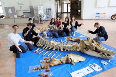 シャチの全身骨格の展示コーナー（長尾悦郎通信員撮影）