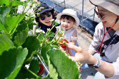 イチゴ狩りを楽しむ来園者（２０日）
