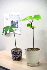 アオギリ