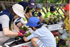 人権の花をプランターに植える児童たち