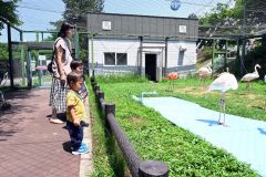 フラミンゴに見入る来園者ら