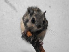 おびひろ動物園で１４年ぶりに生まれたエゾモモンガ