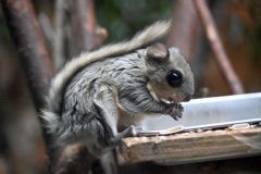 おびひろ動物園で１４年ぶりに生まれたエゾモモンガ