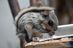 エゾモモンガの赤ちゃん１４年ぶりに誕生　３きょうだい　おびひろ動物園