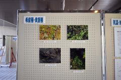 乙幡学芸員たちが確認した希産種などのコケ類