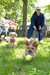 広々としたドッグランの中を駆け回る犬（２８日午前１０時半ごろ。芽室町内の新嵐山スカイパークで。金野和彦撮影）