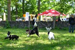 広々としたドッグランの中を駆け回る犬（２８日午前１０時４５分ごろ。芽室町内の新嵐山スカイパークで。金野和彦撮影）