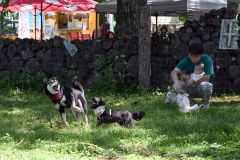 広々としたドッグランの中を駆け回る犬（２８日午前１０時４０ごろ。芽室町内の新嵐山スカイパークで。金野和彦撮影）