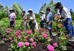 ガーデナーからバラの特徴などを聞く来場客（２８日午前１０時４０分ごろ、塩原真撮影）