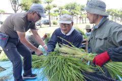 利別神社で茅の輪づくり　無病息災など願う　池田 3