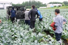収穫適否判定ＡＩで　ＪＡ木野ブロッコリー畑で試験 2