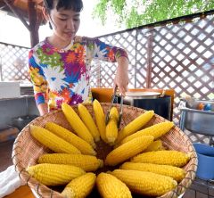 道の駅なかさつないで今年も採れたてトウモロコシを販売