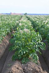 夏を告げる淡い紫や白…　管内でジャガイモの花開花