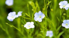 薄紫色でかれんな亜麻の花（星野広翔撮影）
