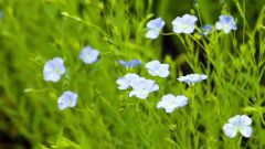 薄紫色でかれんな亜麻の花（星野広翔撮影）