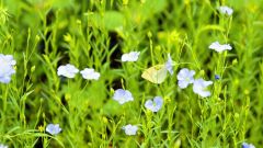 薄紫色でかれんな亜麻の花（星野広翔撮影）