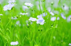 薄紫色でかれんな亜麻の花（星野広翔撮影）