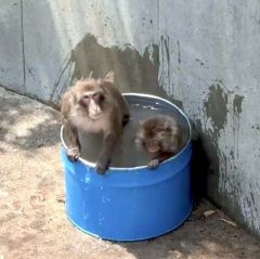 水風呂に豪快に浸かるサル（６月２５日、おびひろ動物園提供）