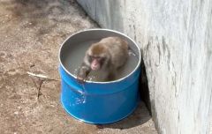 水風呂に豪快に浸かるサル（６月２５日、おびひろ動物園提供）