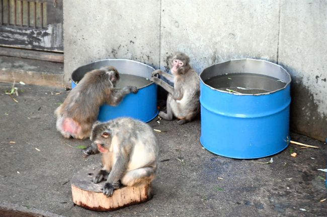 おびひろ動物園のサル山に「水風呂」登場　暑さ対策、豪快に「ザブ～ン！」